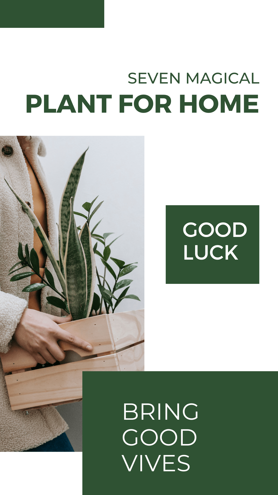 Lucky Plants for Home