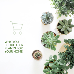 Why You Should Buy Plants for Your Home
