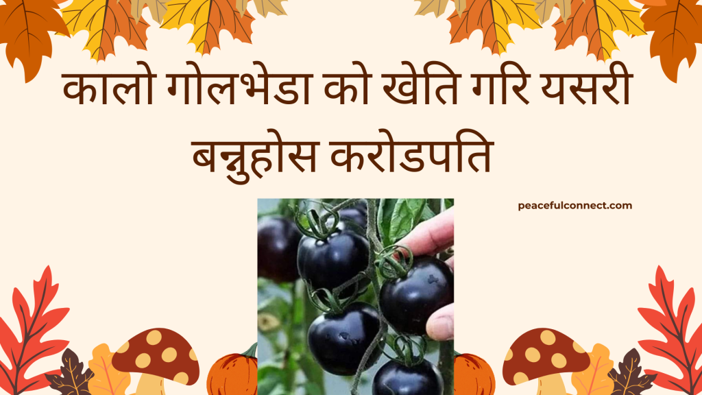 black tomatoes