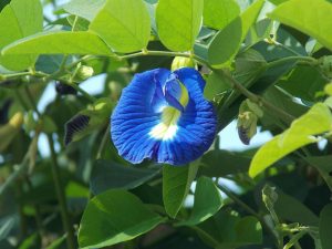 Butterfly Pea Flower Tea