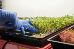 Harvesting microgreen