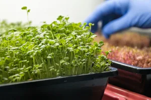 growing Microgreen